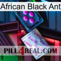 African Black Ant 37